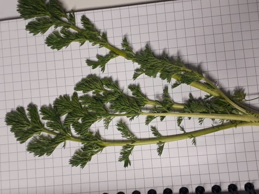 Matricaria suaveolens — natural insect repellents houseplant