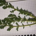 Matricaria suaveolens