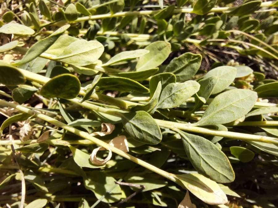 Telephium imperati — houseplant care guide