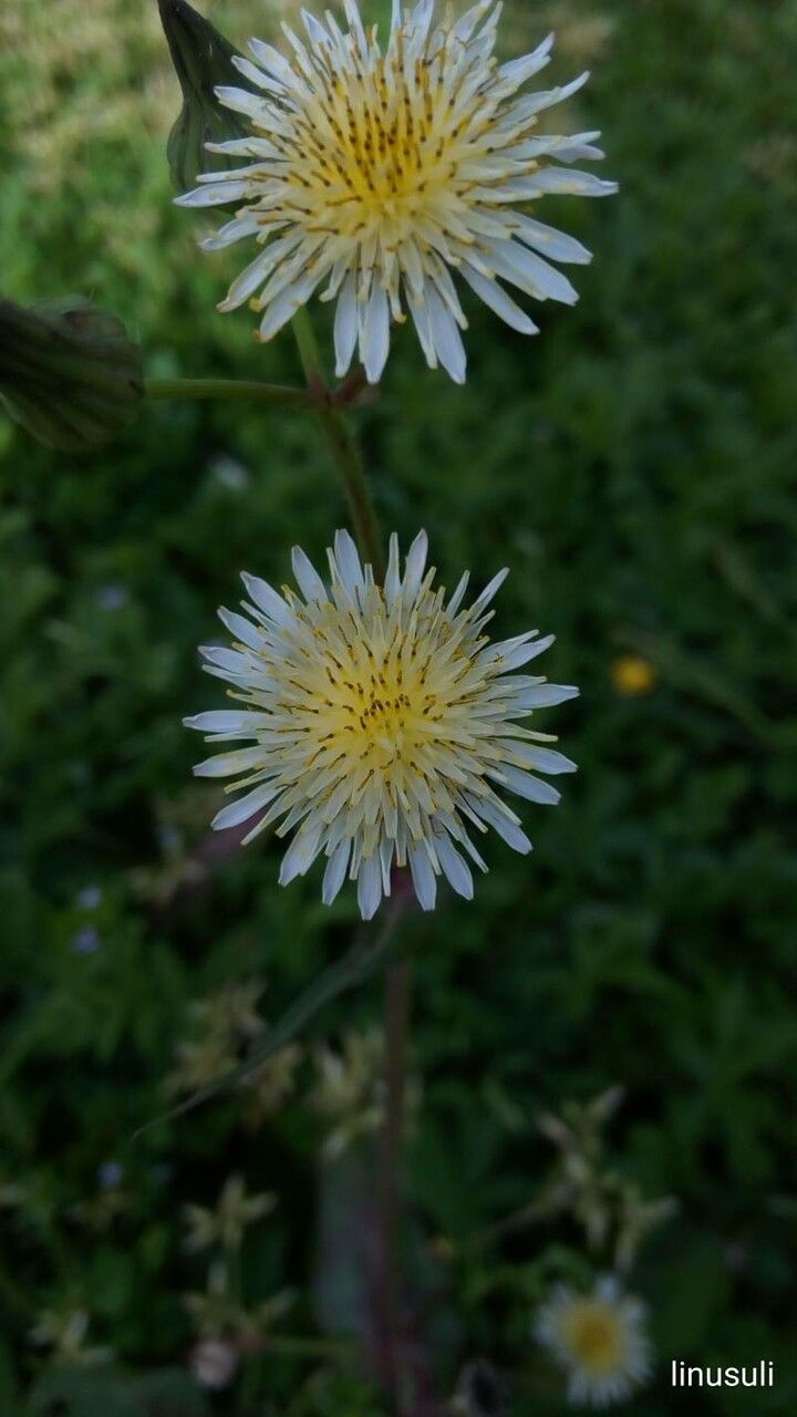 Taraxacum albidum flower