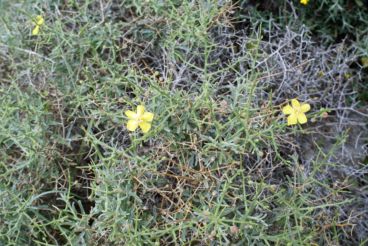 Verbascum spinosum habit