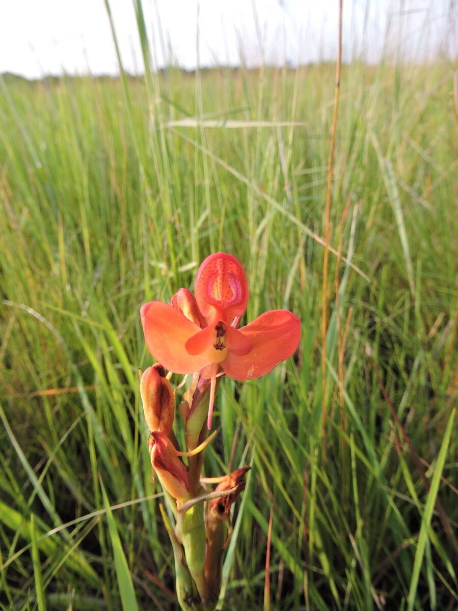 Disa ornithantha — houseplant care guide