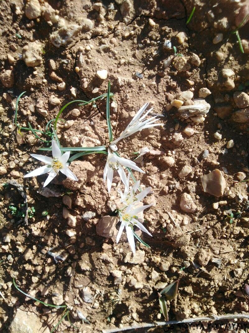 Colchicum triphyllum habit