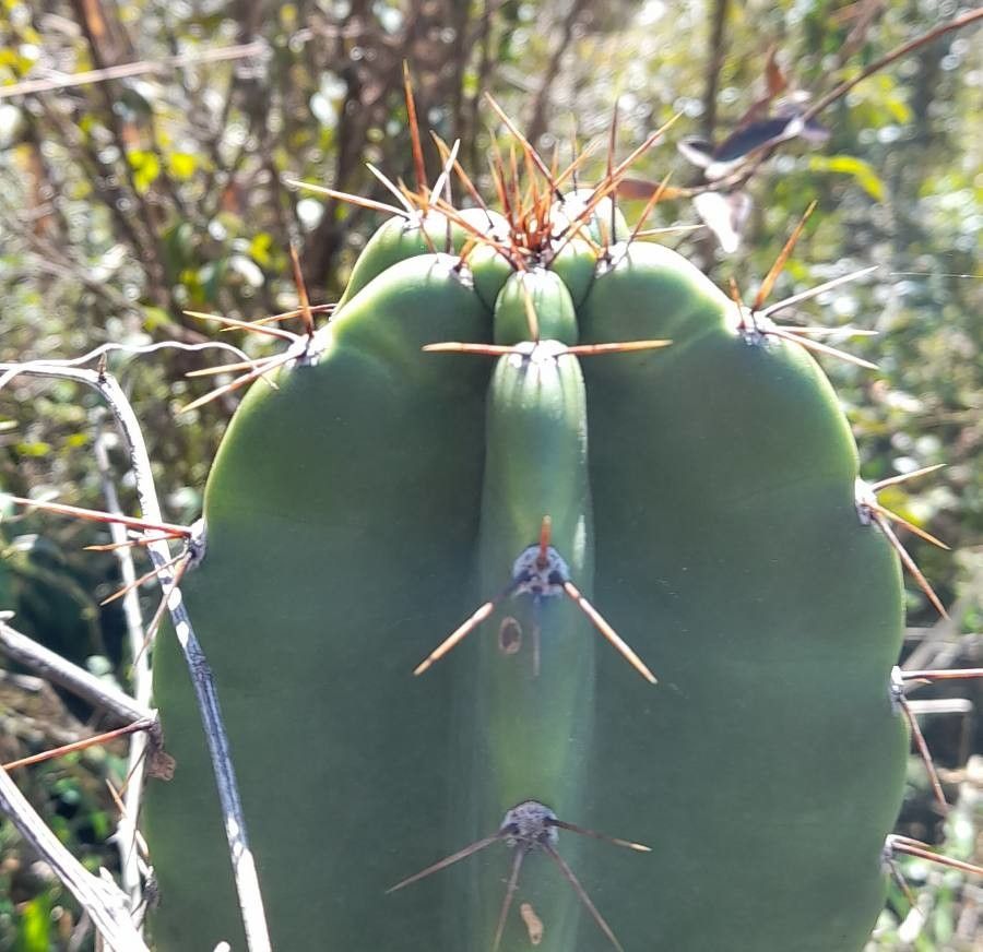 Cereus stenogonus — search result for 'Cereus'