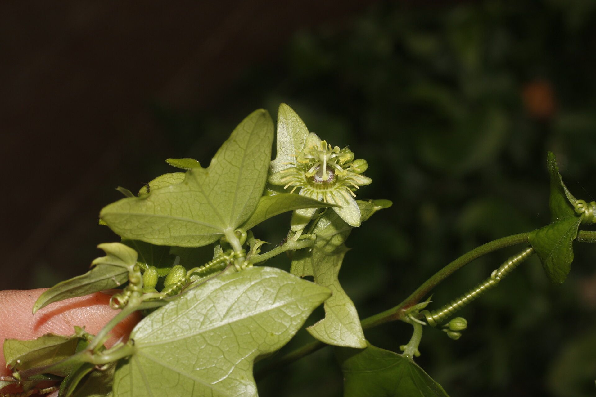 Passiflora obtusifolia flower