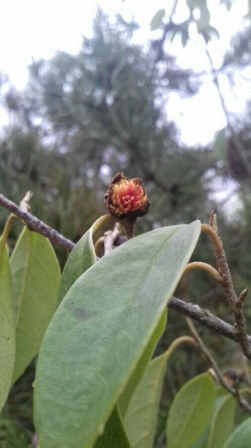 Sycopsis sinensis flower