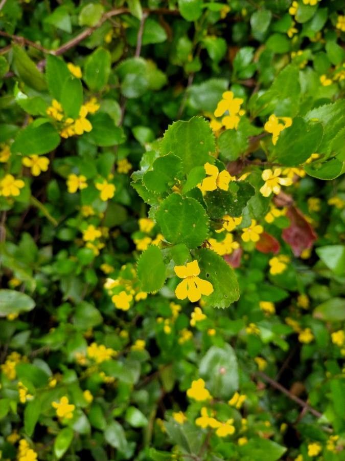 Goodenia ovata flower