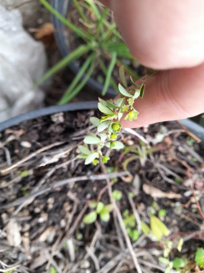 Phyllanthus polygonoides flower