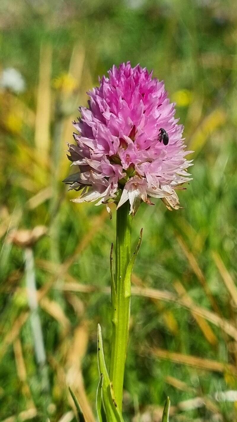 Gymnadenia lithopolitanica flower
