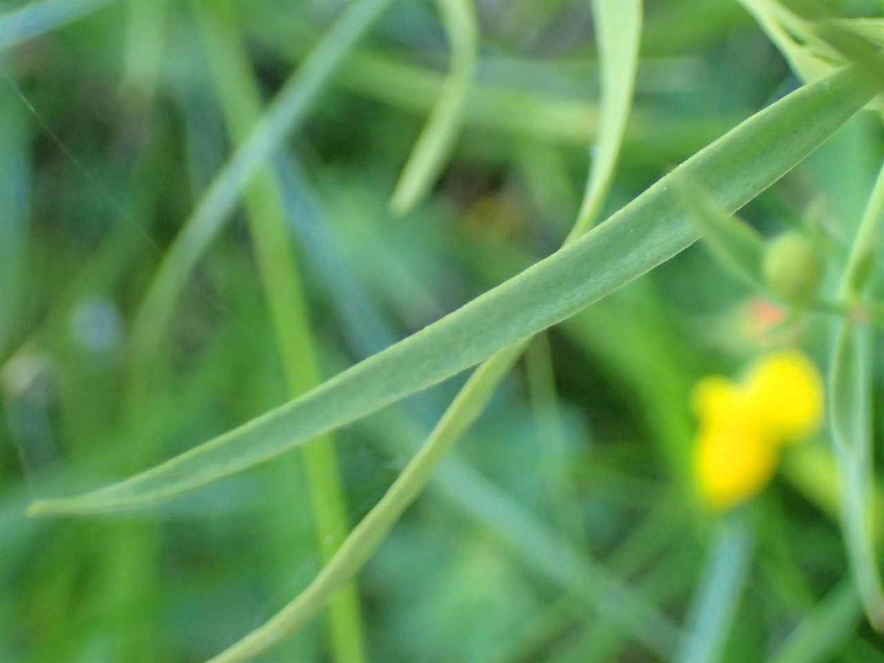Thesium pyrenaicum bark