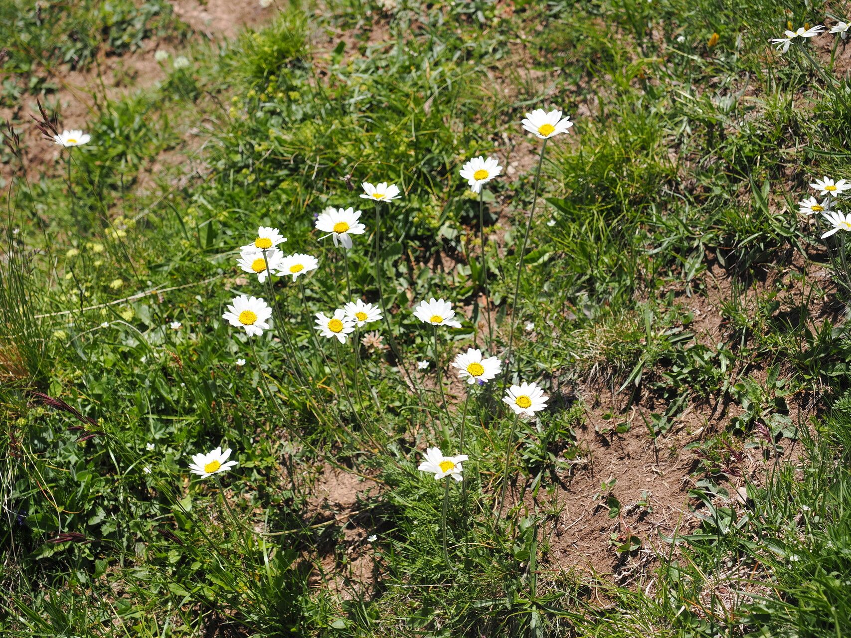 Tripleurospermum caucasicum habit