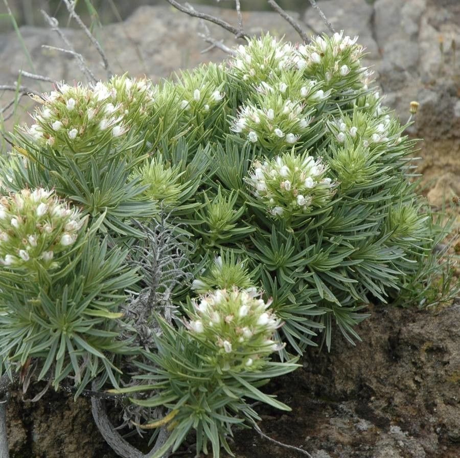 Echium aculeatum flower