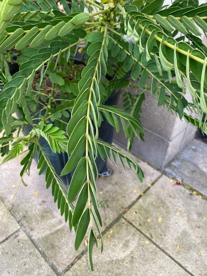 Cassia didymobotrya — search result for 'Cassia'