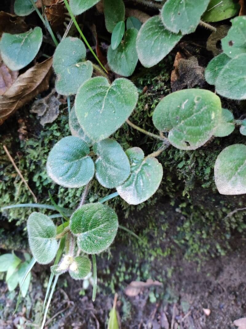 Coccocypselum cordifolium — related species from the same genus