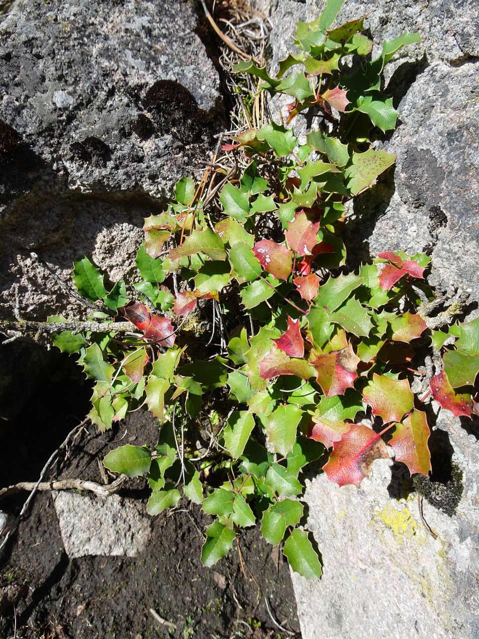 Berberis alpina habit