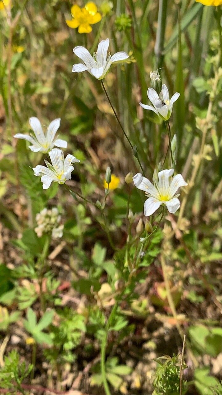 Moenchia mantica habit