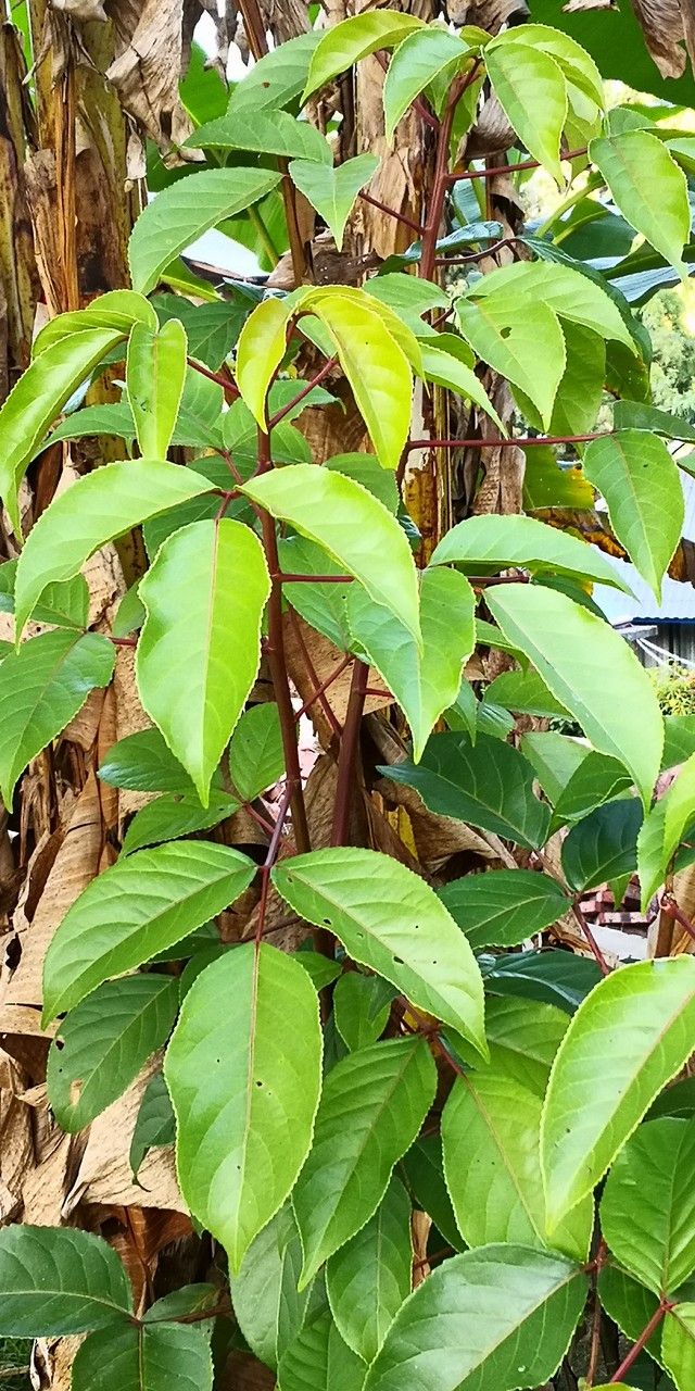 Bischofia polycarpa — related species from the same genus