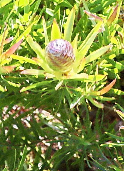 Leucadendron xanthoconus — search result for 'Leucadendron'
