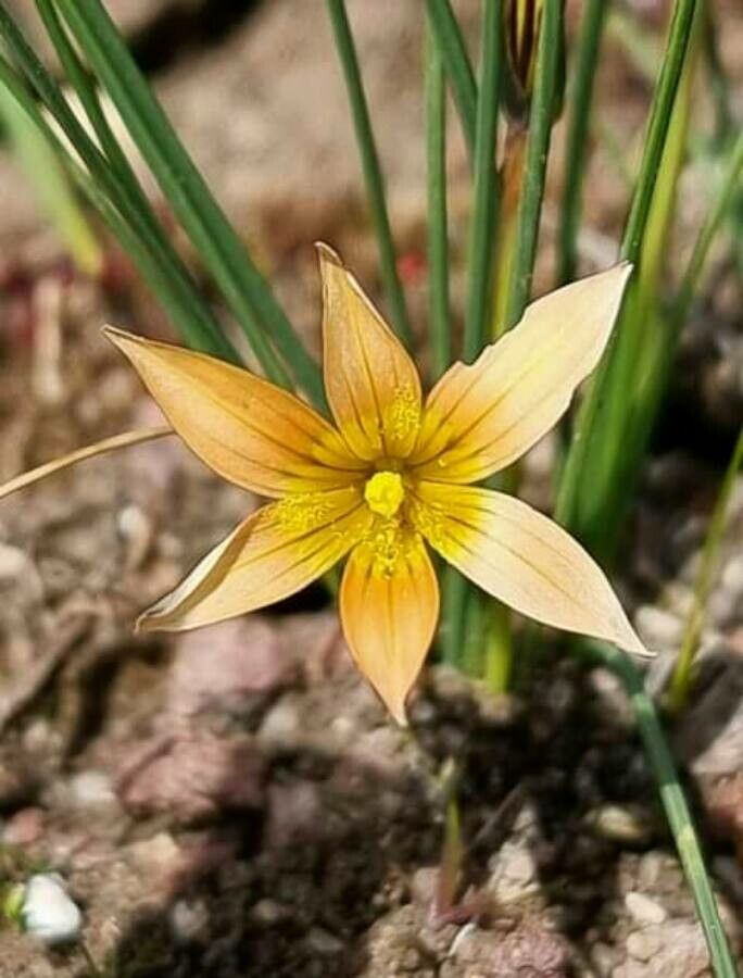 Romulea setifolia — search result for 'Romulea'