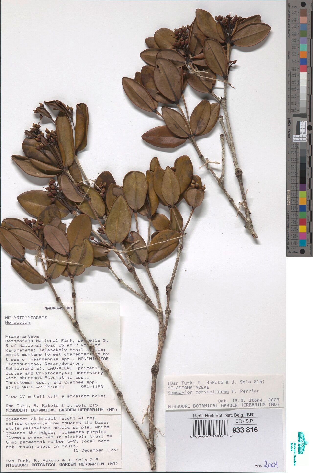 Memecylon corymbiforme — search result for 'Memecylon'