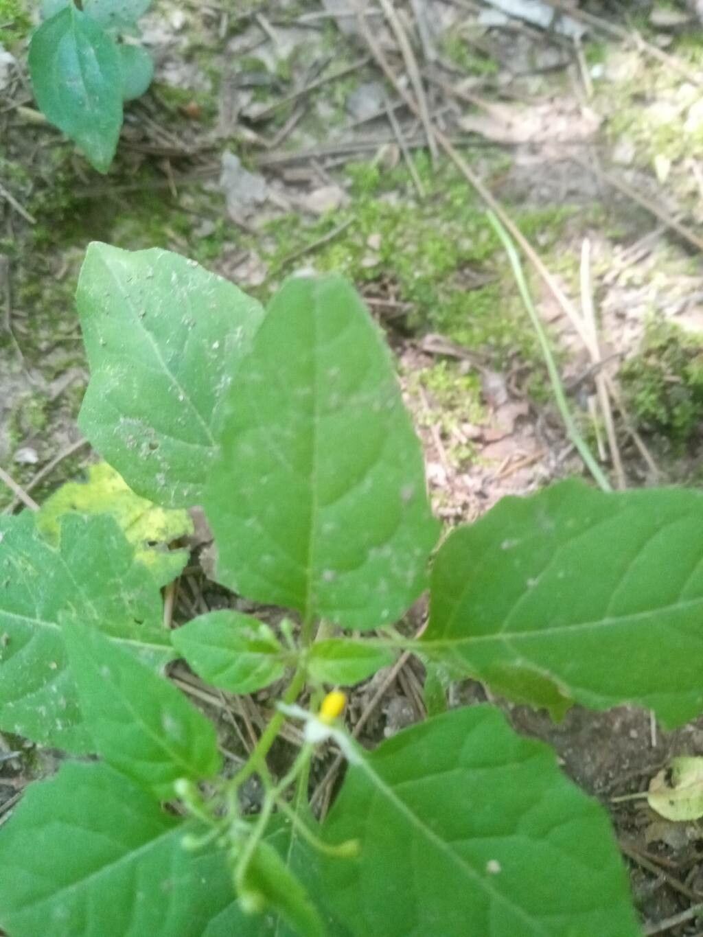 Solanum ptycanthum — search result for 'Perennial or annual'