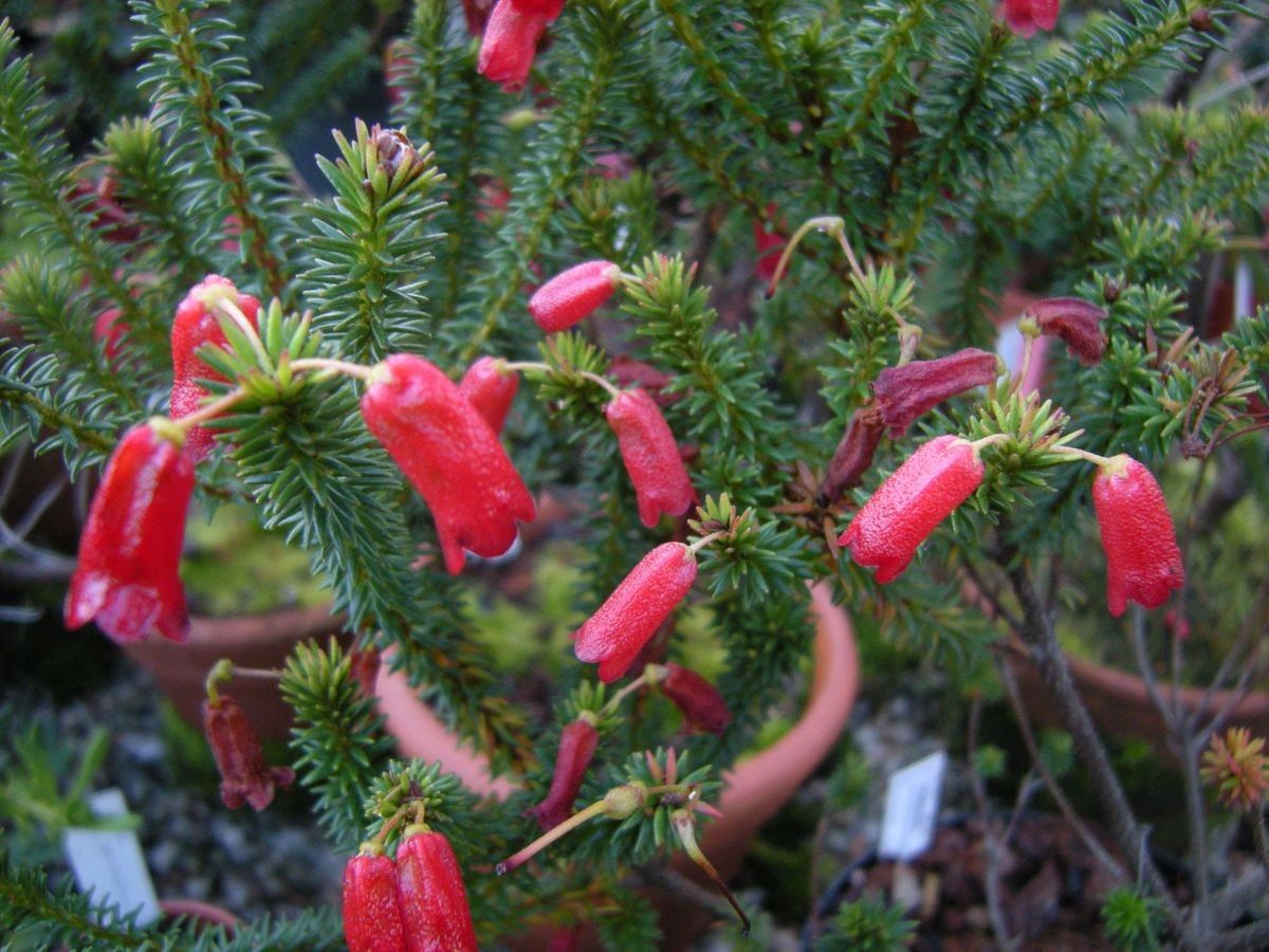 Rhododendron ericoides — houseplant care guide