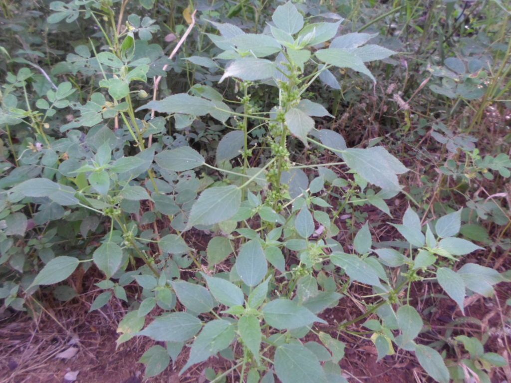 Acalypha ciliata habit