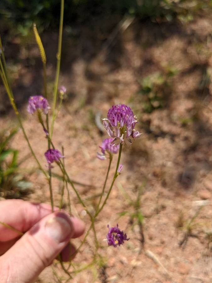 Polygala longicaulis flower