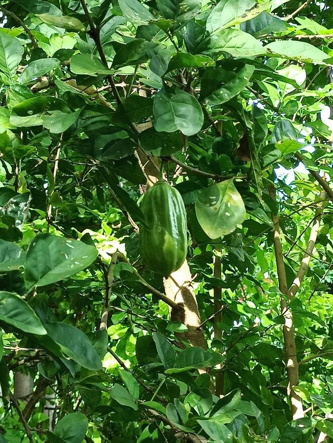 Parmentiera aculeata fruit