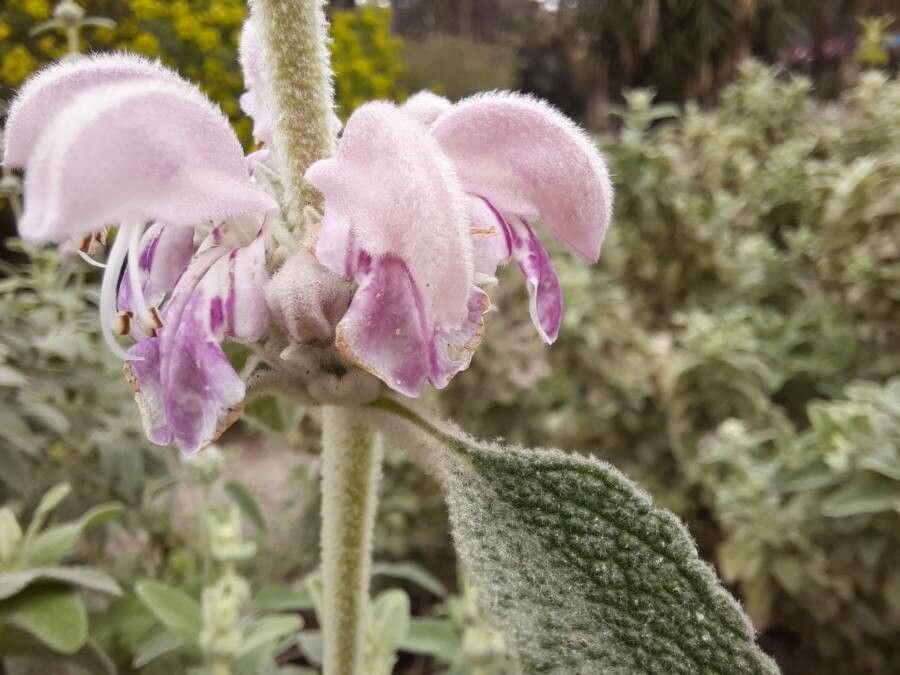 Phlomis purpurea flower