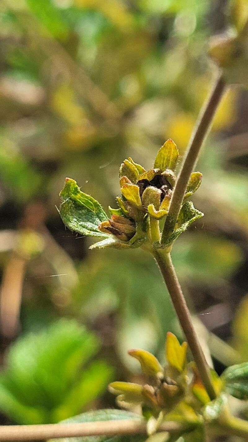 Potentilla nepalensis fruit