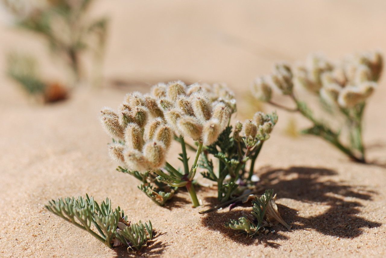 Ammodaucus leucotrichus fruit