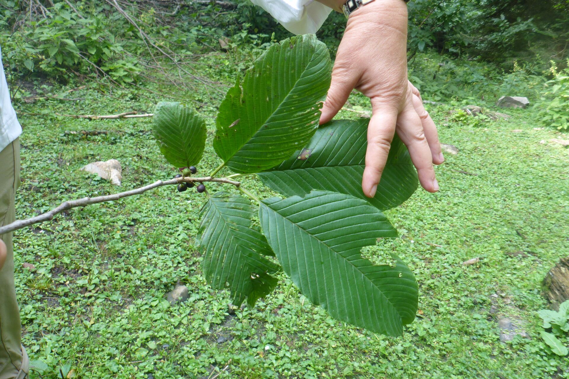 Rhamnus imeretina leaf