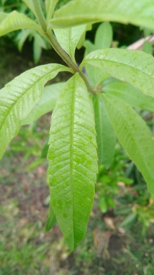 Aloysia triphylla leaf
