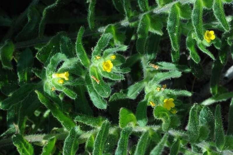 Alkanna lutea flower