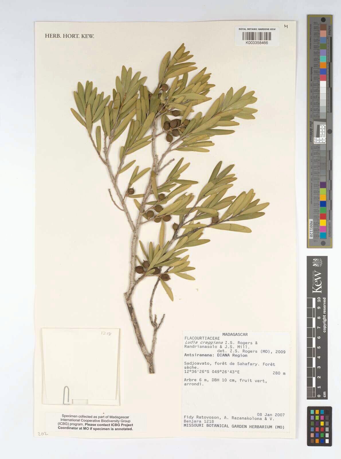 Ludia craggiana — houseplant care guide