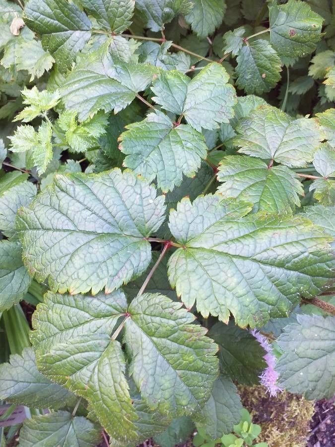 Deparia conilii — related species from the same genus