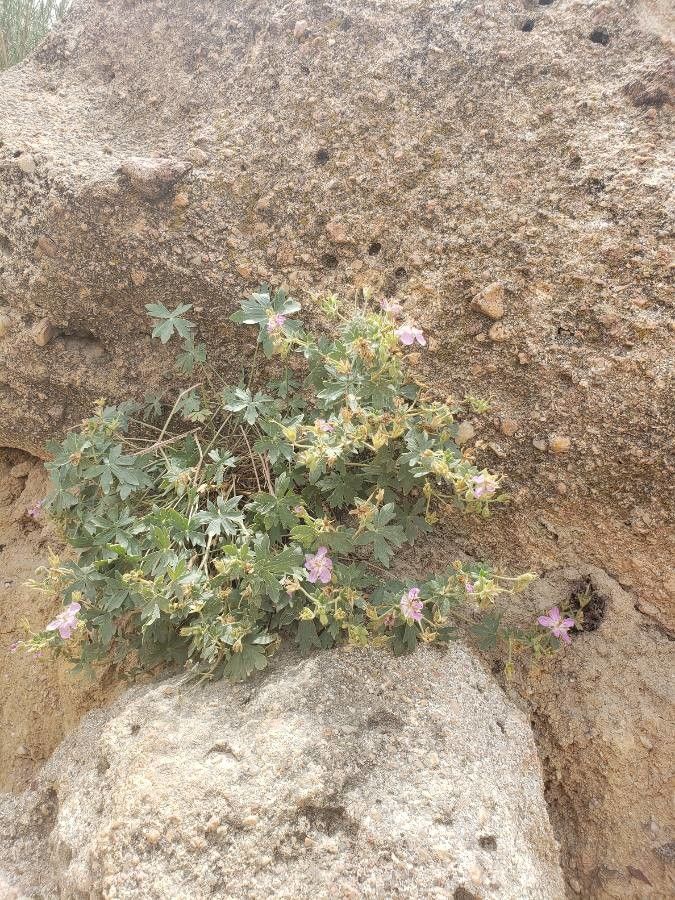 Geranium viscosissimum habit