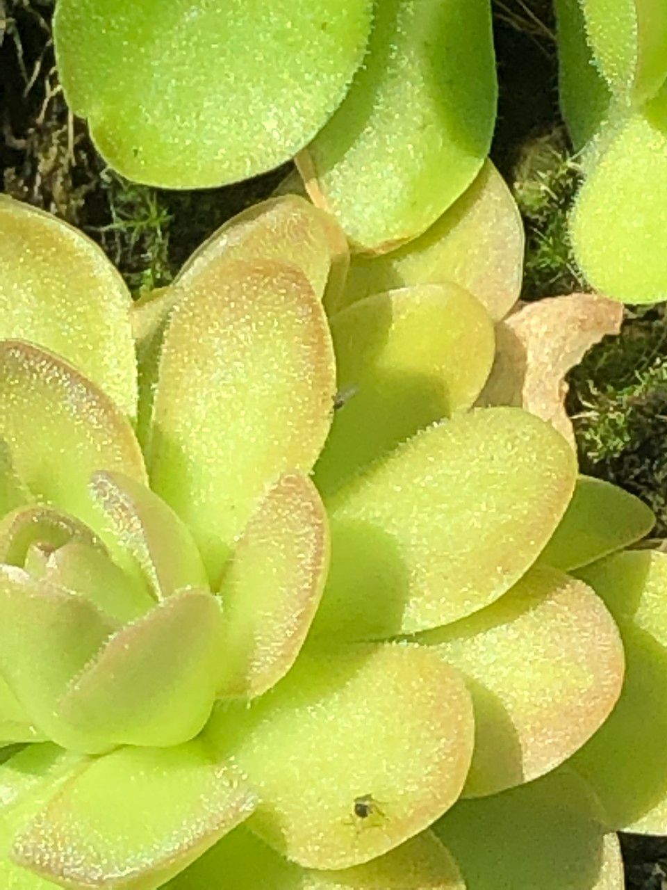 Pinguicula spp. fruit