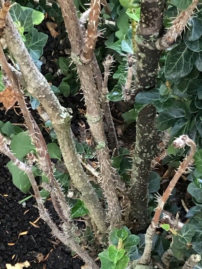 Eleutherococcus senticosus bark