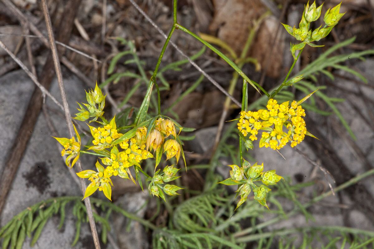 Bupleurum veronense flower