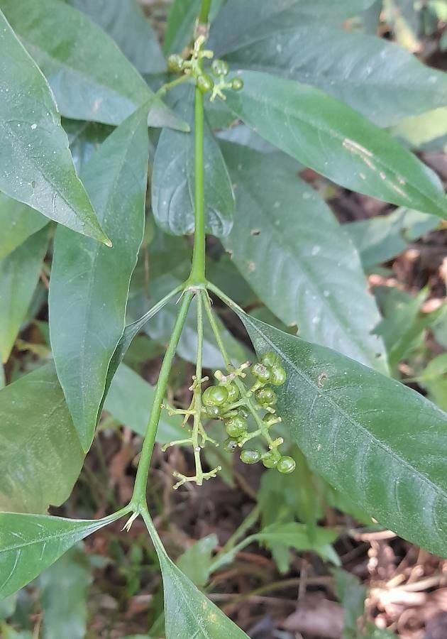 Psychotria myriantha other