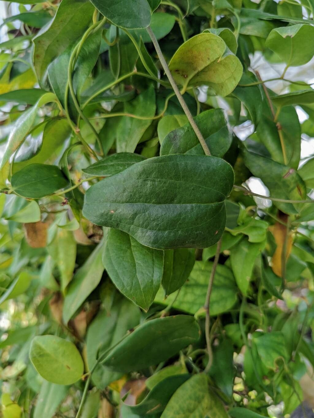 Lapageria rosea leaf