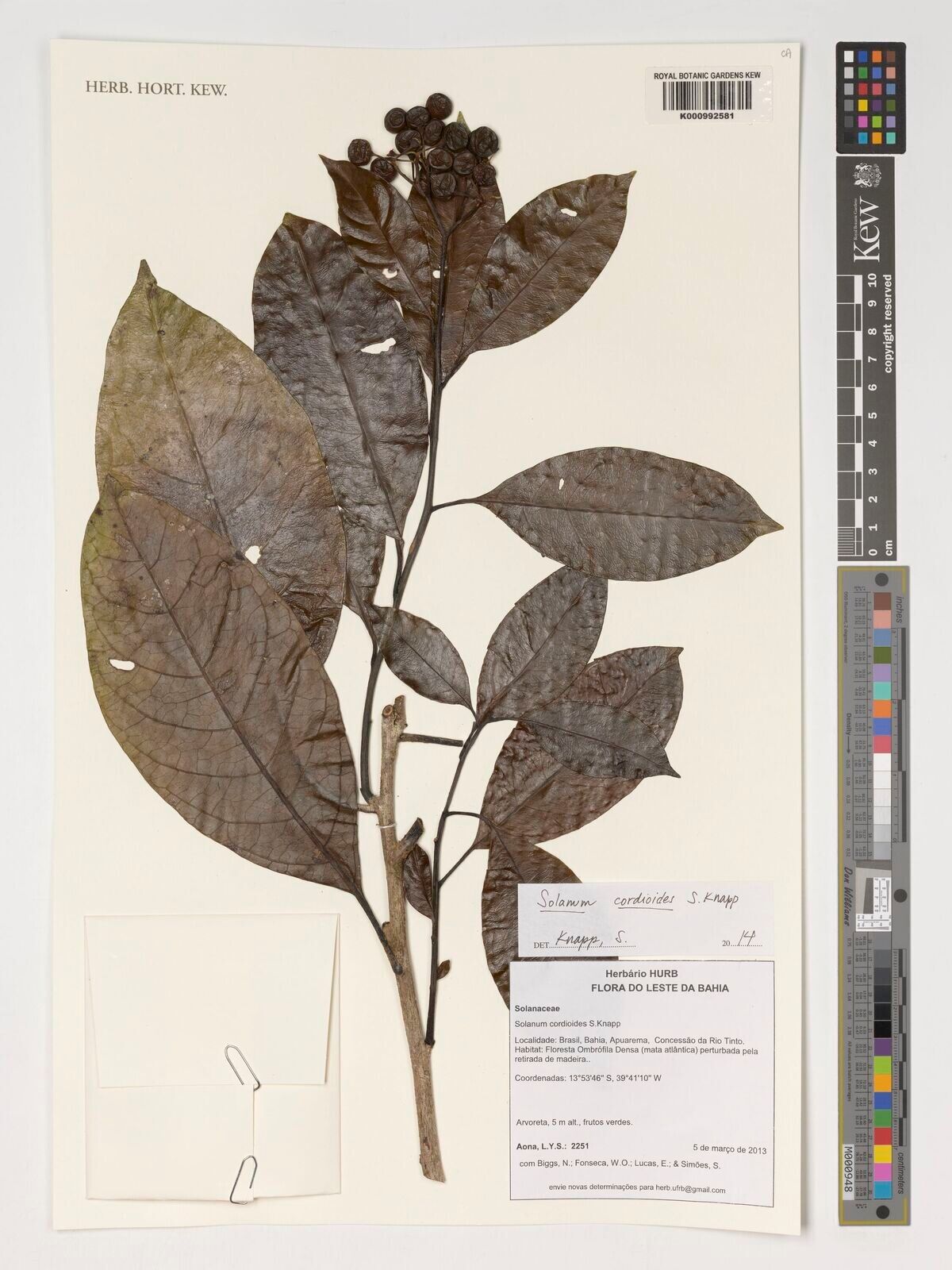 Solanum cordioides — houseplant care guide