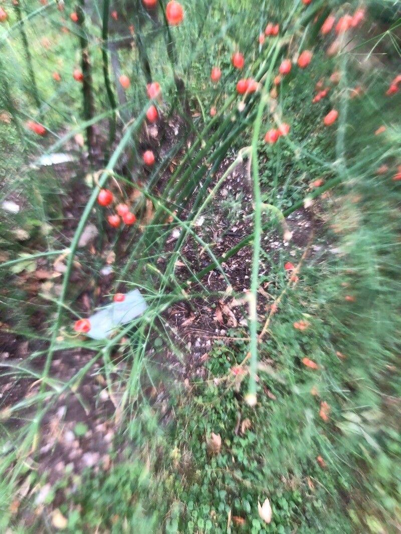 Asparagus oligoclonos — houseplant care guide