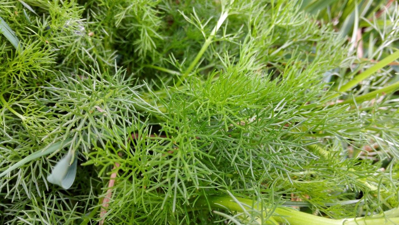 Tripleurospermum maritimum