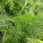 Tripleurospermum maritimum