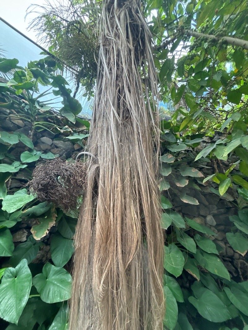 Dypsis fibrosa — search result for 'Dypsis'