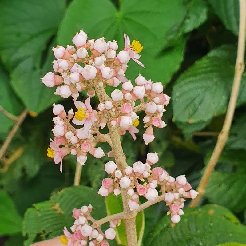 Miconia subcrustulata flower