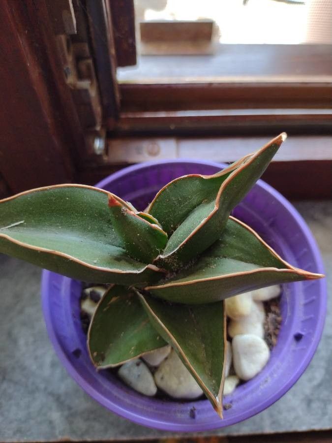 Sansevieria ehrenbergii flower